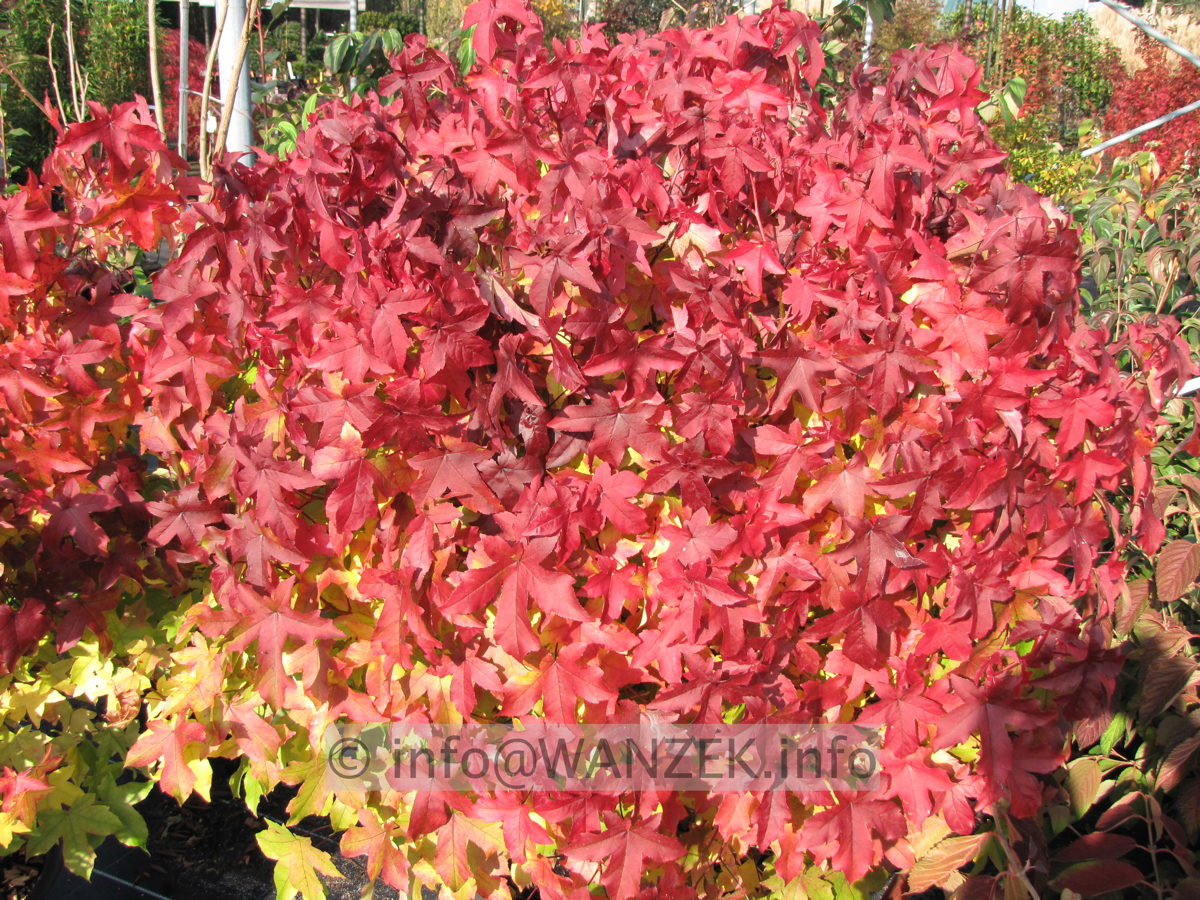 Liquidambar styraciflua Gum Ball Herbst 06.JPG